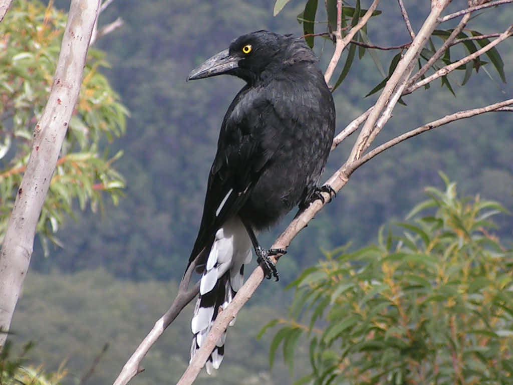 Magpies And Crows, glossy black, yellow eyes, SD Desktop Wallpaper
