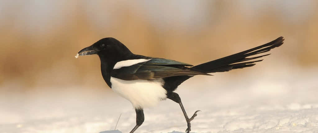 magpies and crows, tree branch, foggy background, SD Desktop Wallpaper