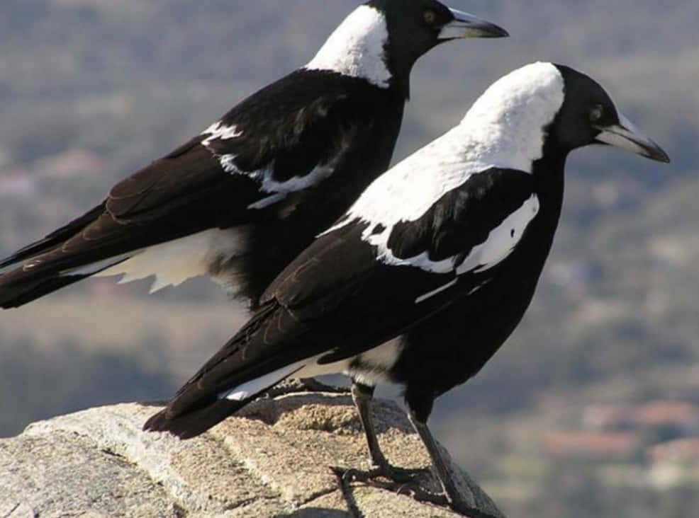 magpies and crows, black and white, sunlit rock, SD Desktop Wallpaper