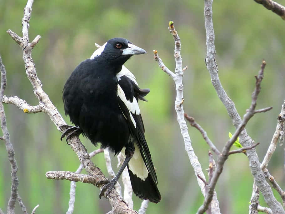 Magpies And Crows, black and white magpie, bare branches, SD Desktop Wallpaper