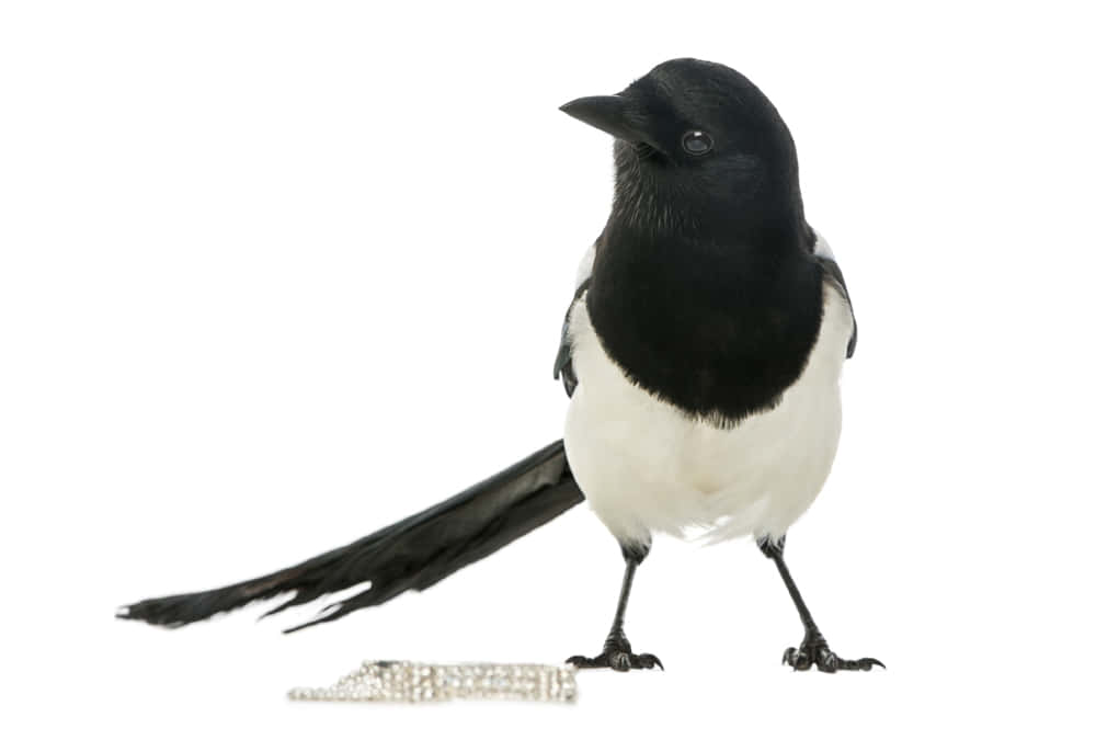 magpies and crows, black and white magpie, stark white background, SD Desktop Wallpaper
