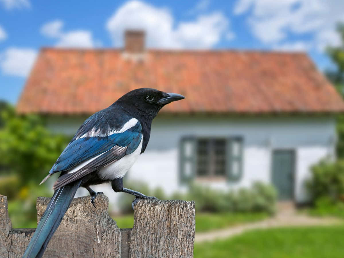 magpies and crows, weathered wooden fence post, rustic cottage, SD Desktop Wallpaper