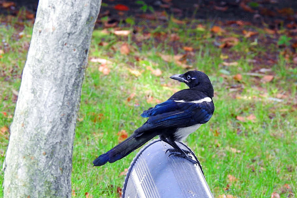 Magpies And Crows, glossy black magpie, white accents, SD Desktop Wallpaper