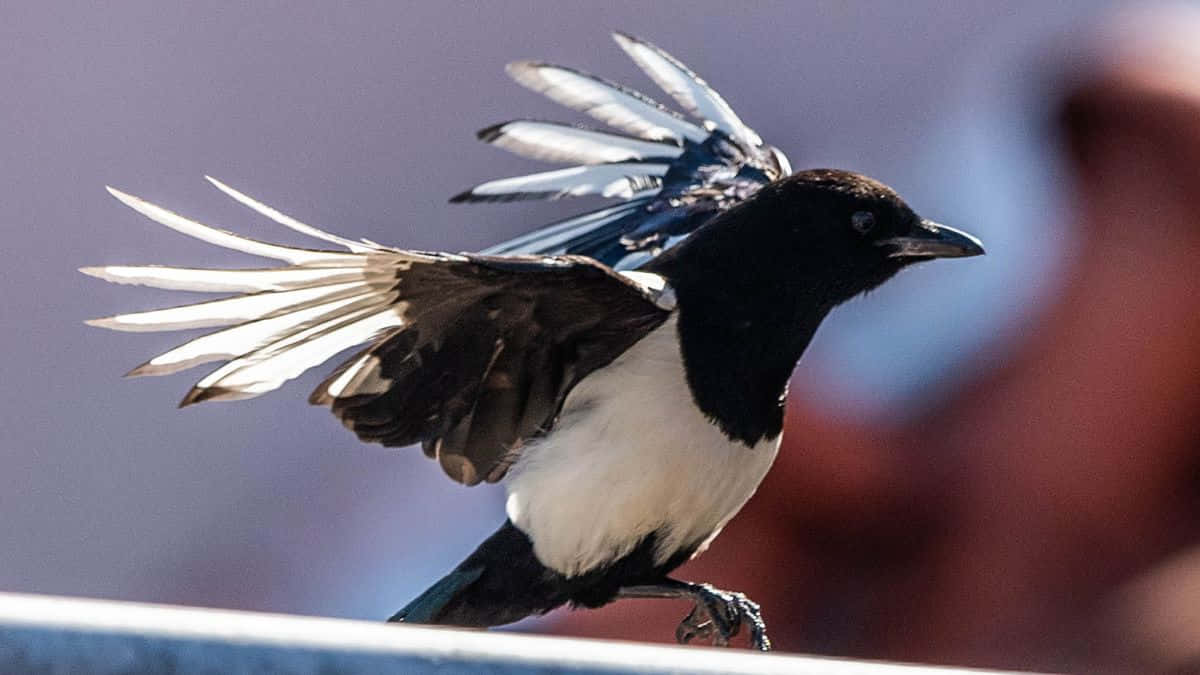 Magpies And Crows, black and white wings, mid-flight, SD Desktop Wallpaper