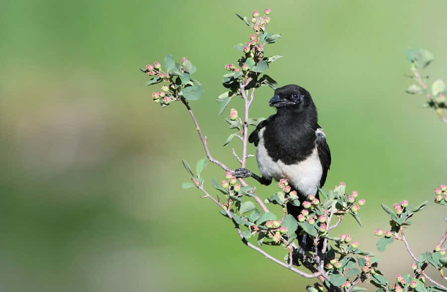 magpies and crows, black and white magpie, leafy branch, SD Desktop Wallpaper