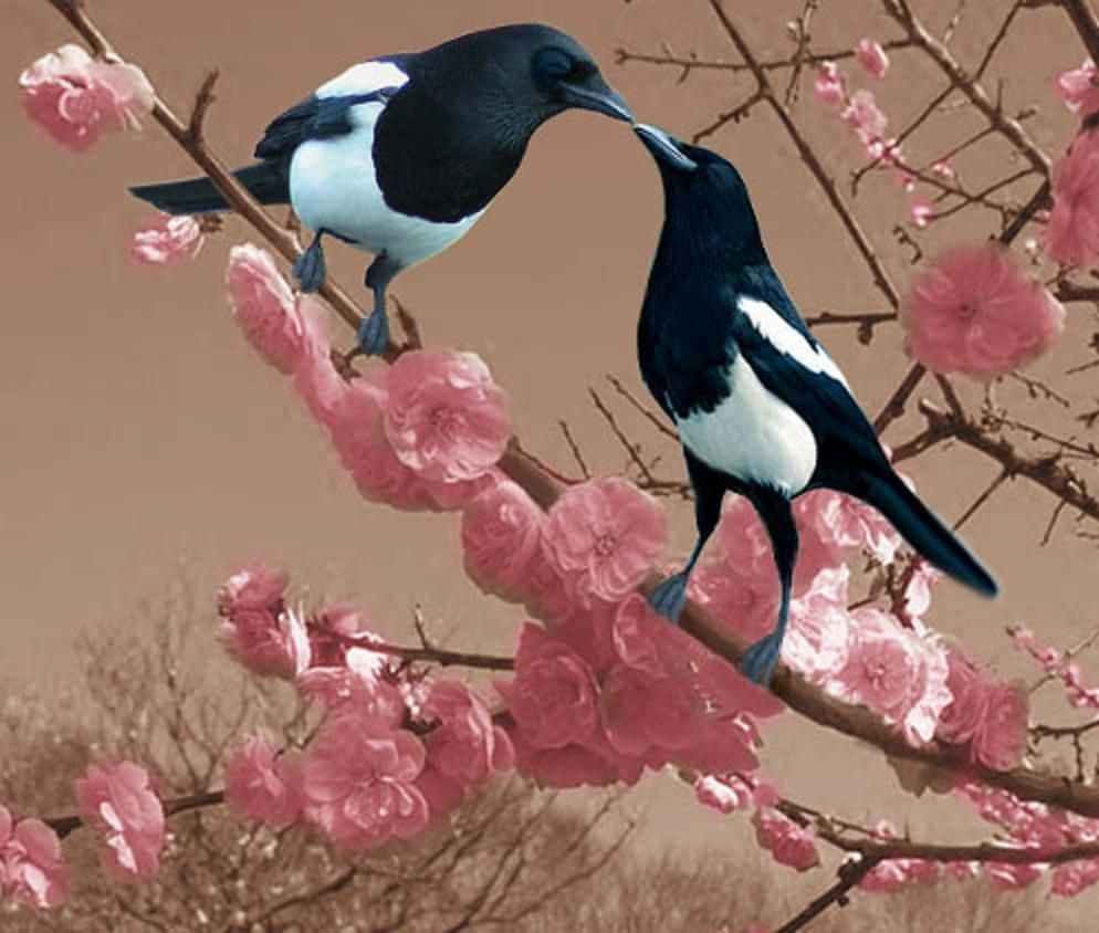 magpies and crows, pink cherry branches, tender moment, SD Desktop Wallpaper