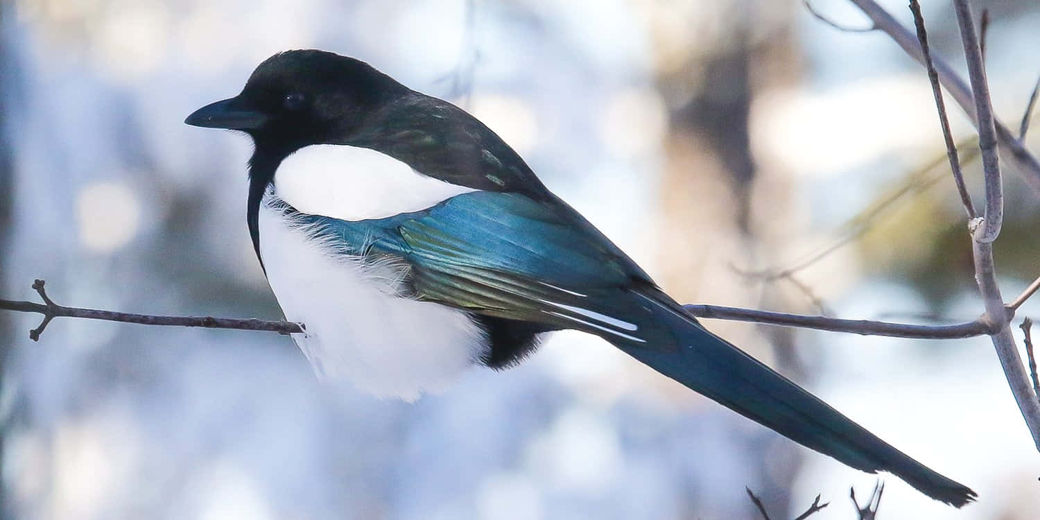 magpies and crows, black and white magpie, iridescent blue-green wings, HD Desktop Wallpaper
