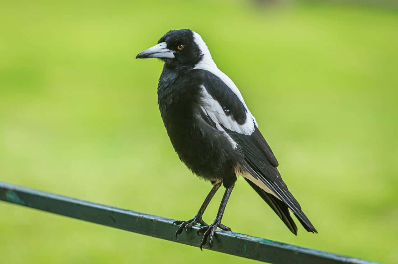 magpies and crows, black and white magpie, green metal fence, HD Desktop Wallpaper