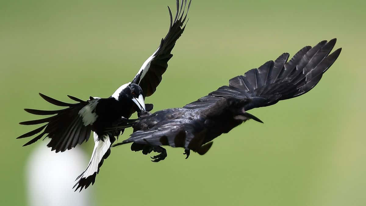 Magpies And Crows, tree branches, wings spread, SD Desktop Wallpaper