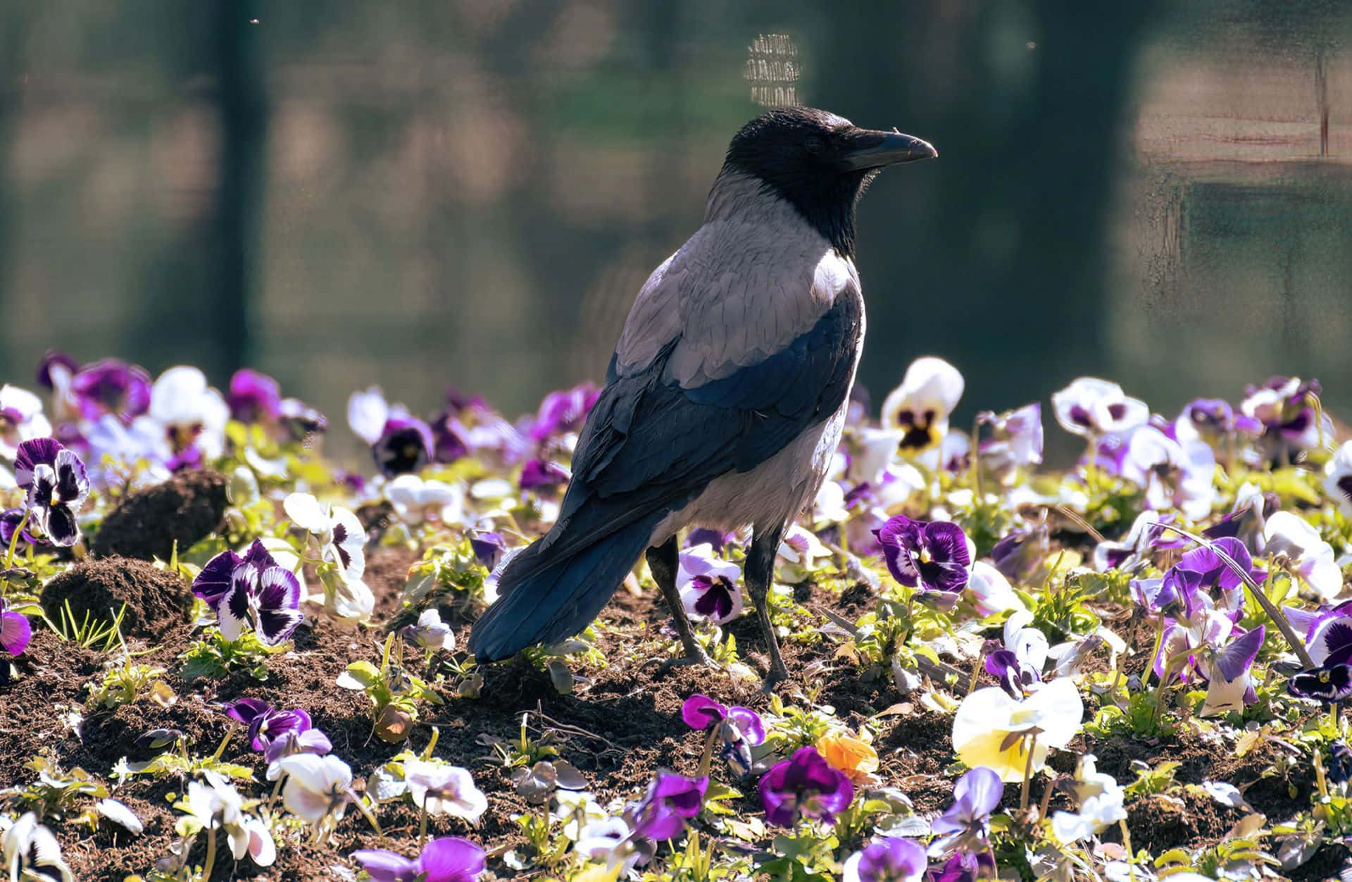 hooded crow, vibrant purple and white pansies, sunlit garden bed, Full HD Desktop Wallpaper