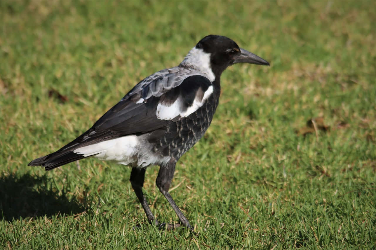 magpies and crows, tree branch, vibrant green grass, HD Desktop Wallpaper