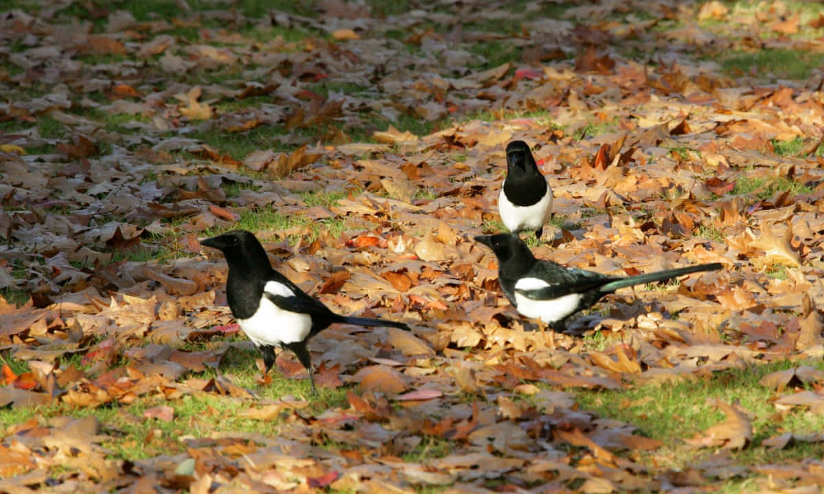 magpies and crows, black and white plumage, autumn leaves, SD Desktop Wallpaper