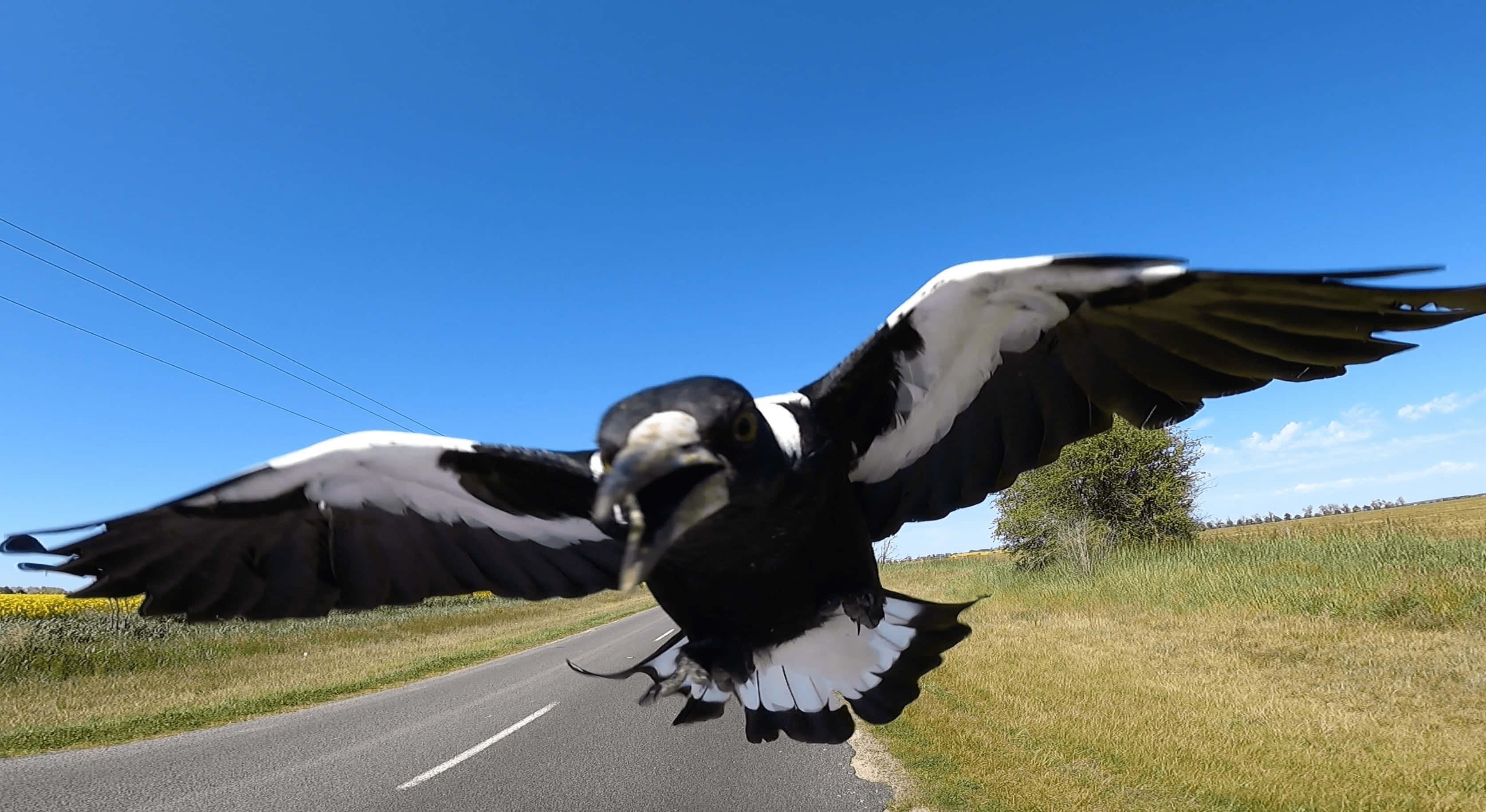magpie, flight, country road, 2K Desktop Wallpaper
