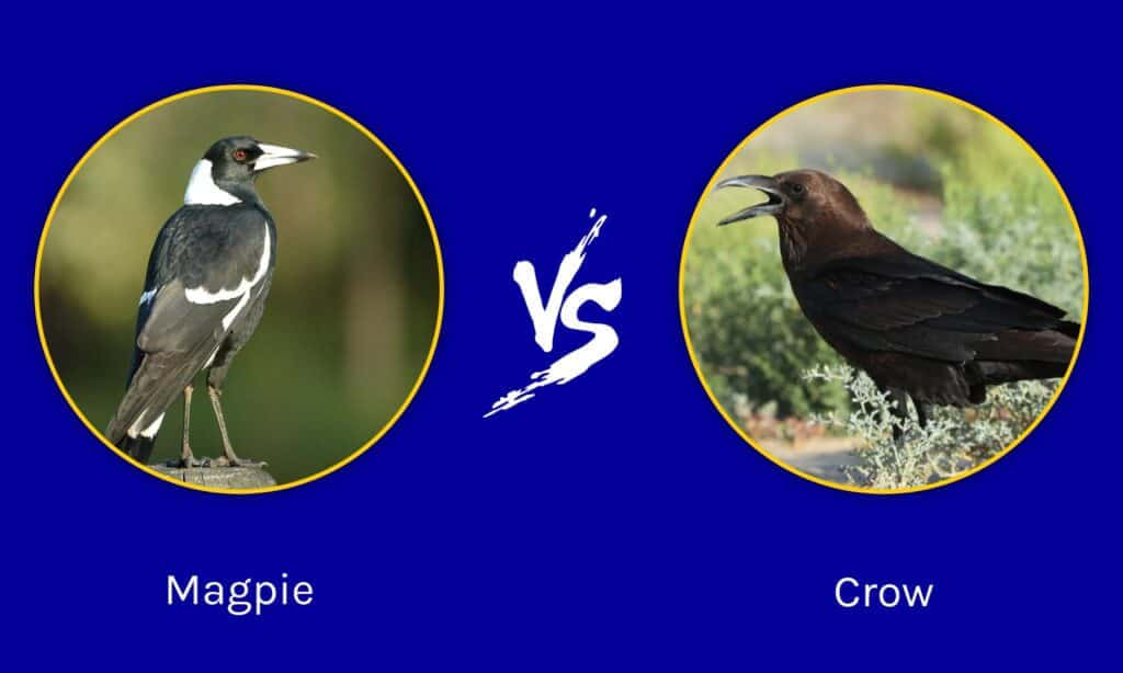 magpies and crows, circular frames, bold blue background, SD Desktop Wallpaper