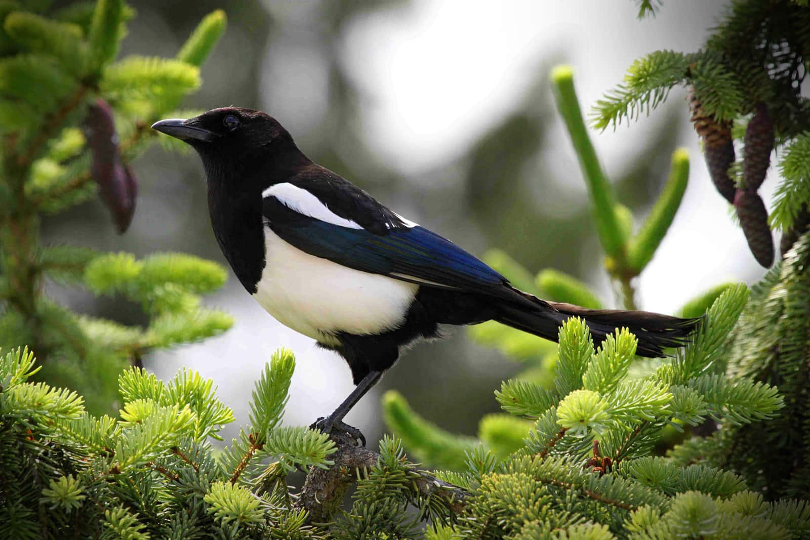 magpie, vibrant green pine needles, soft blurred forest background, HD Desktop Wallpaper