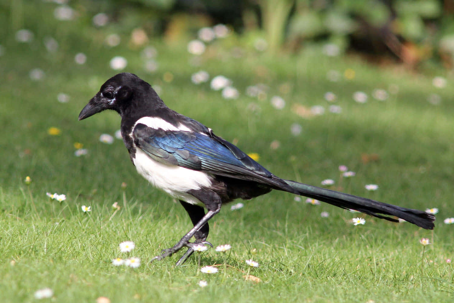 magpie, black and white, iridescent blue wings, HD Desktop Wallpaper