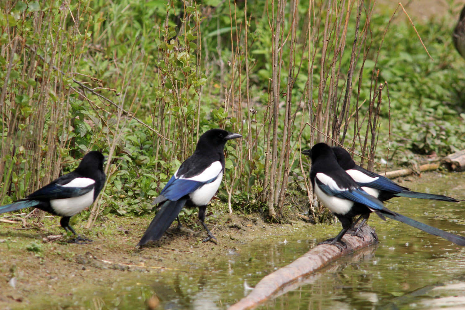 magpies, water, green foliage, HD Desktop Wallpaper