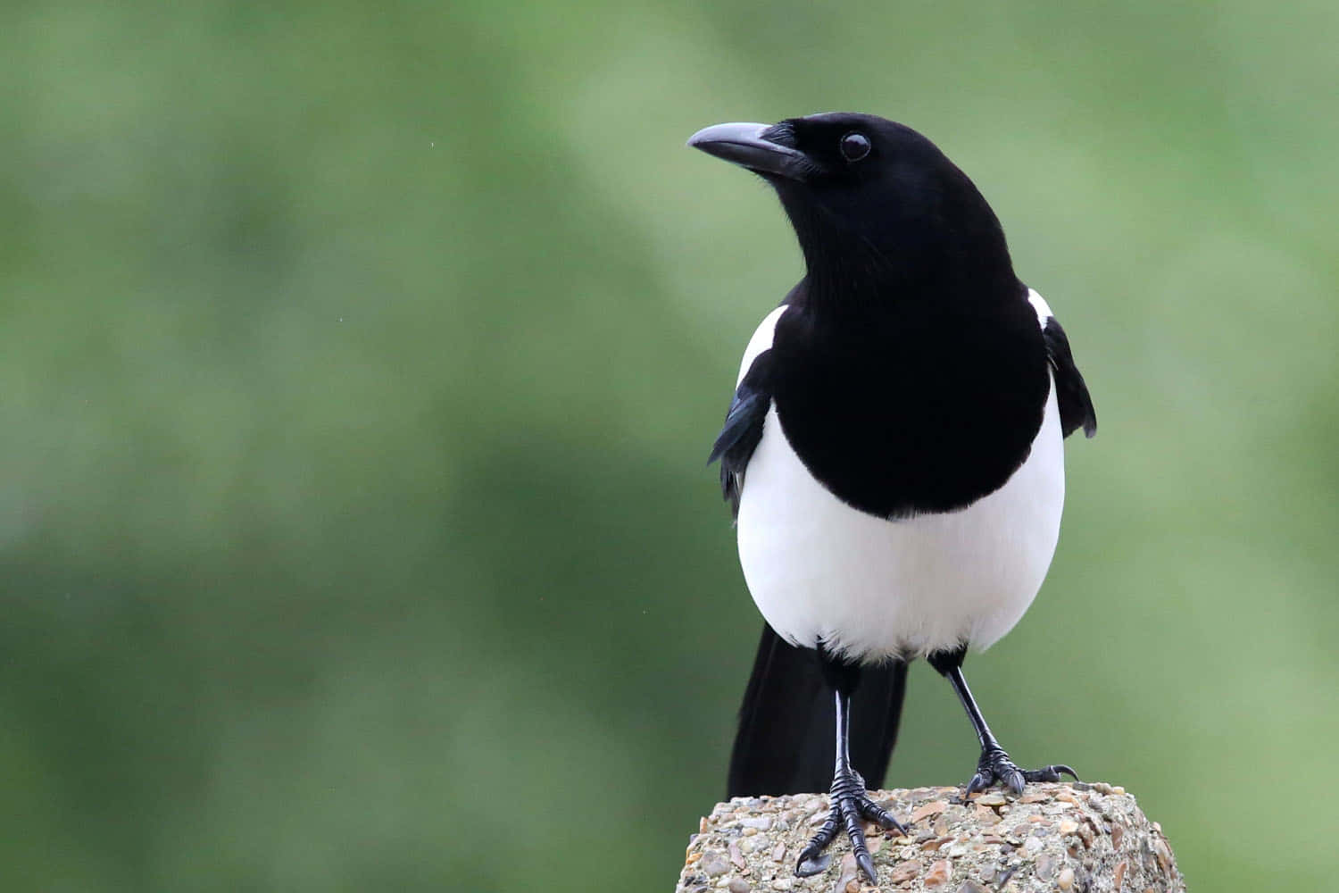 magpie, winter branch, black and white, HD Desktop Wallpaper