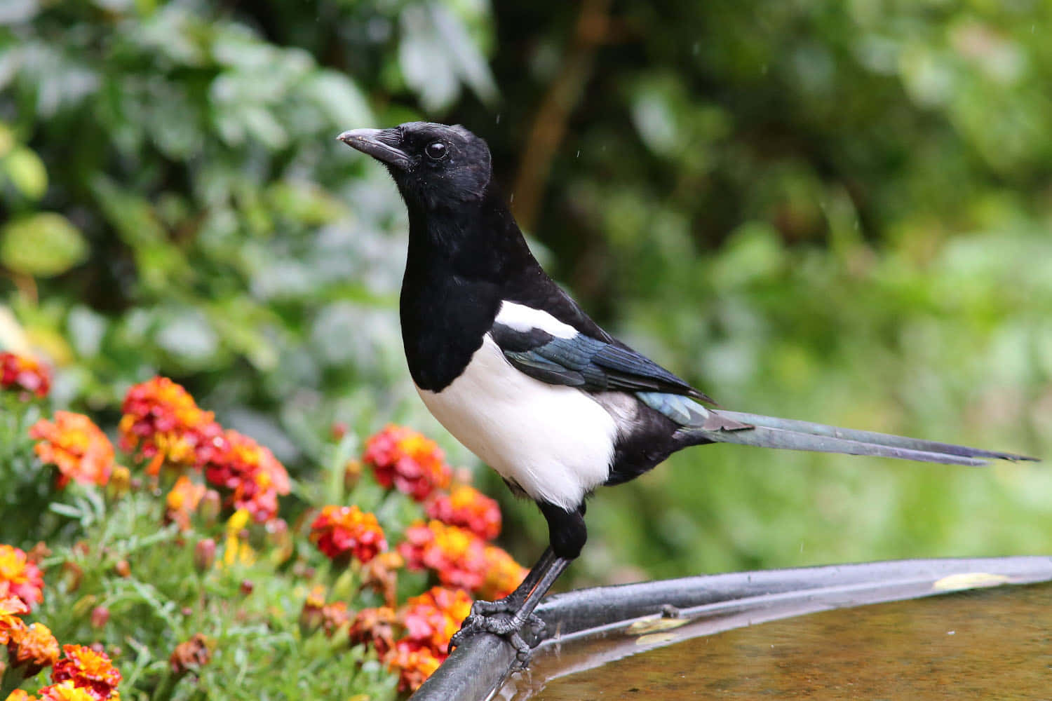 magpie, fountain edge, orange marigolds, HD Desktop Wallpaper