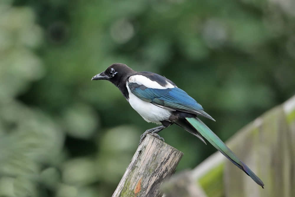 magpie, fence post, iridescent blue wings, SD Desktop Wallpaper