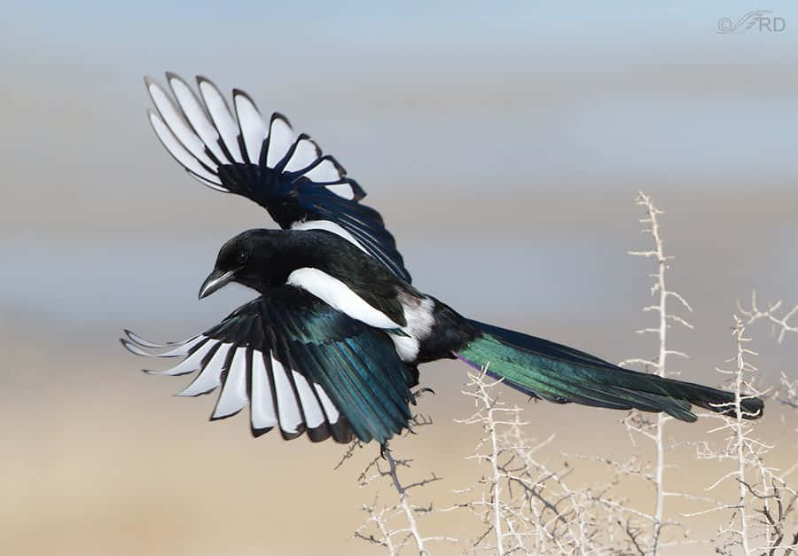 Magpies And Crows, magpie, tree branches, SD Desktop Wallpaper