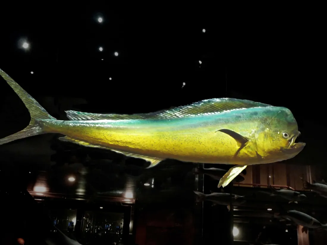 Mahi Mahi
