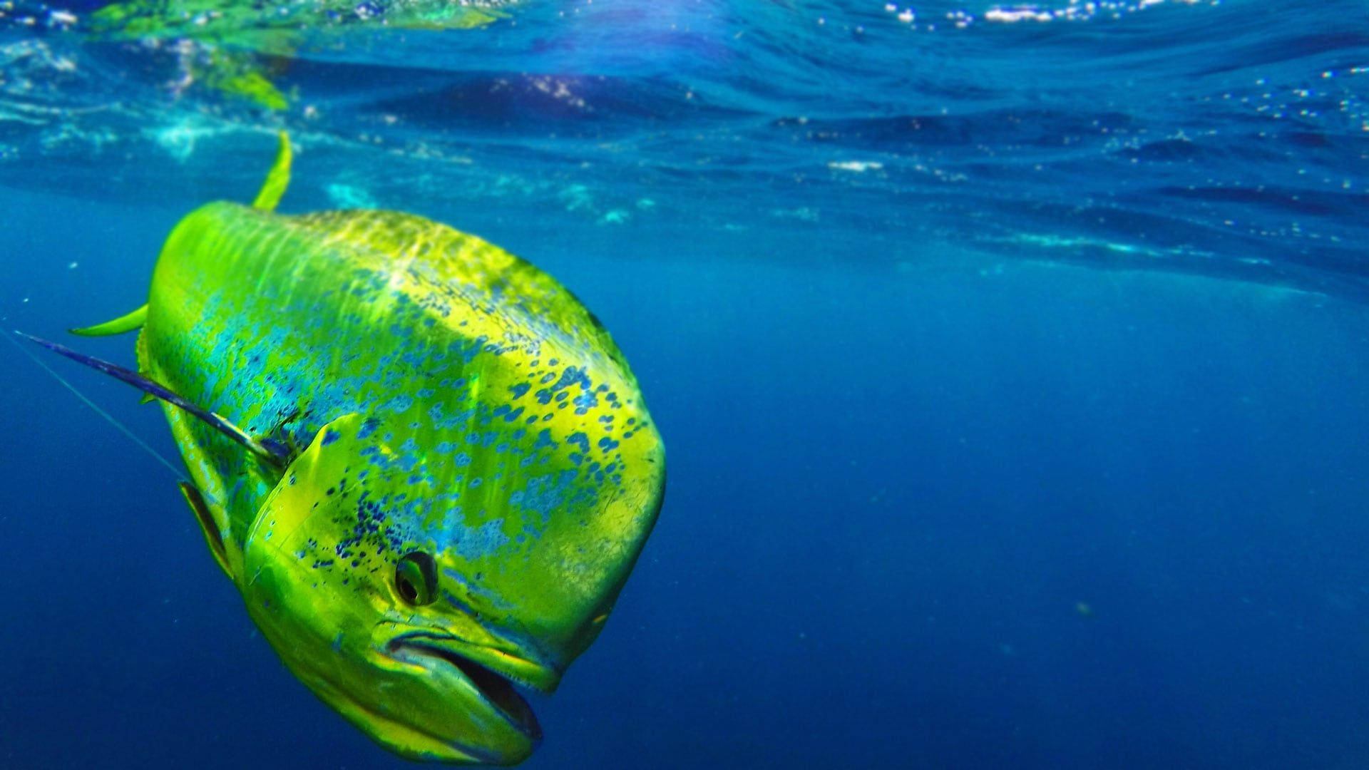 Mahi Mahi, vibrant green, blue dolphinfish, Full HD Desktop Wallpaper