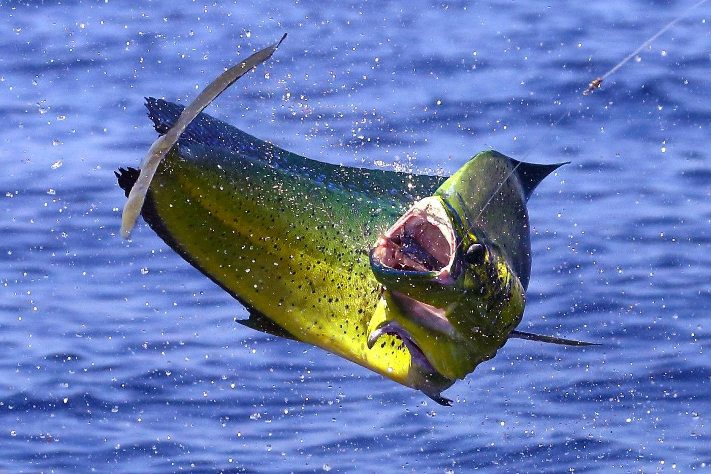 mahi mahi, hook, fishing line, HD Desktop Wallpaper