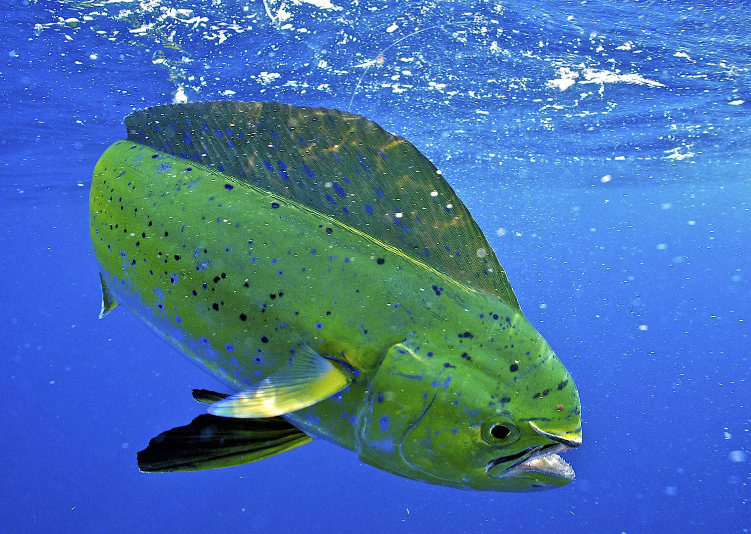 mahi-mahi, vibrant green, blue spots, HD Desktop Wallpaper