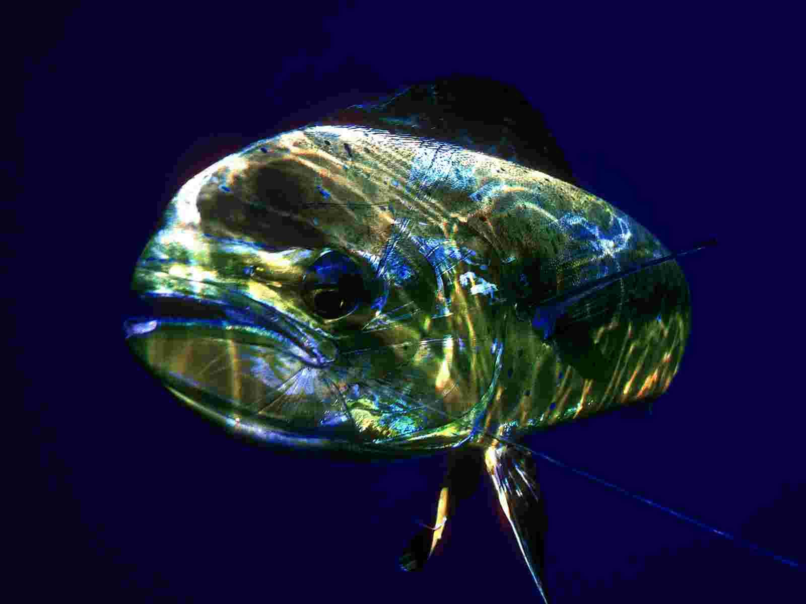 Mahi Mahi, iridescent scales, deep blue underwater backdrop, HD Desktop Wallpaper