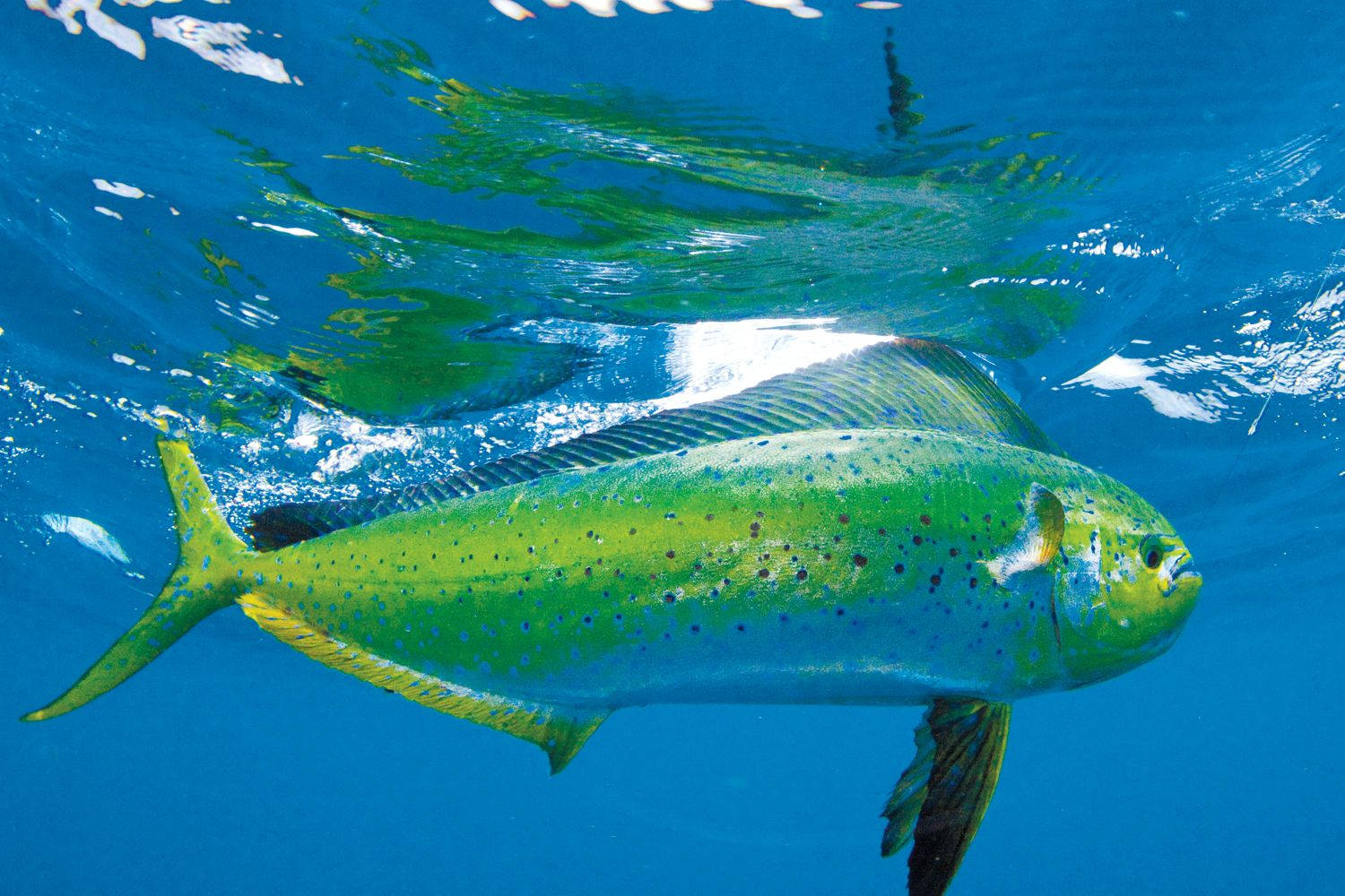 Mahi Mahi, dolphinfish, clear blue water, HD Desktop Wallpaper