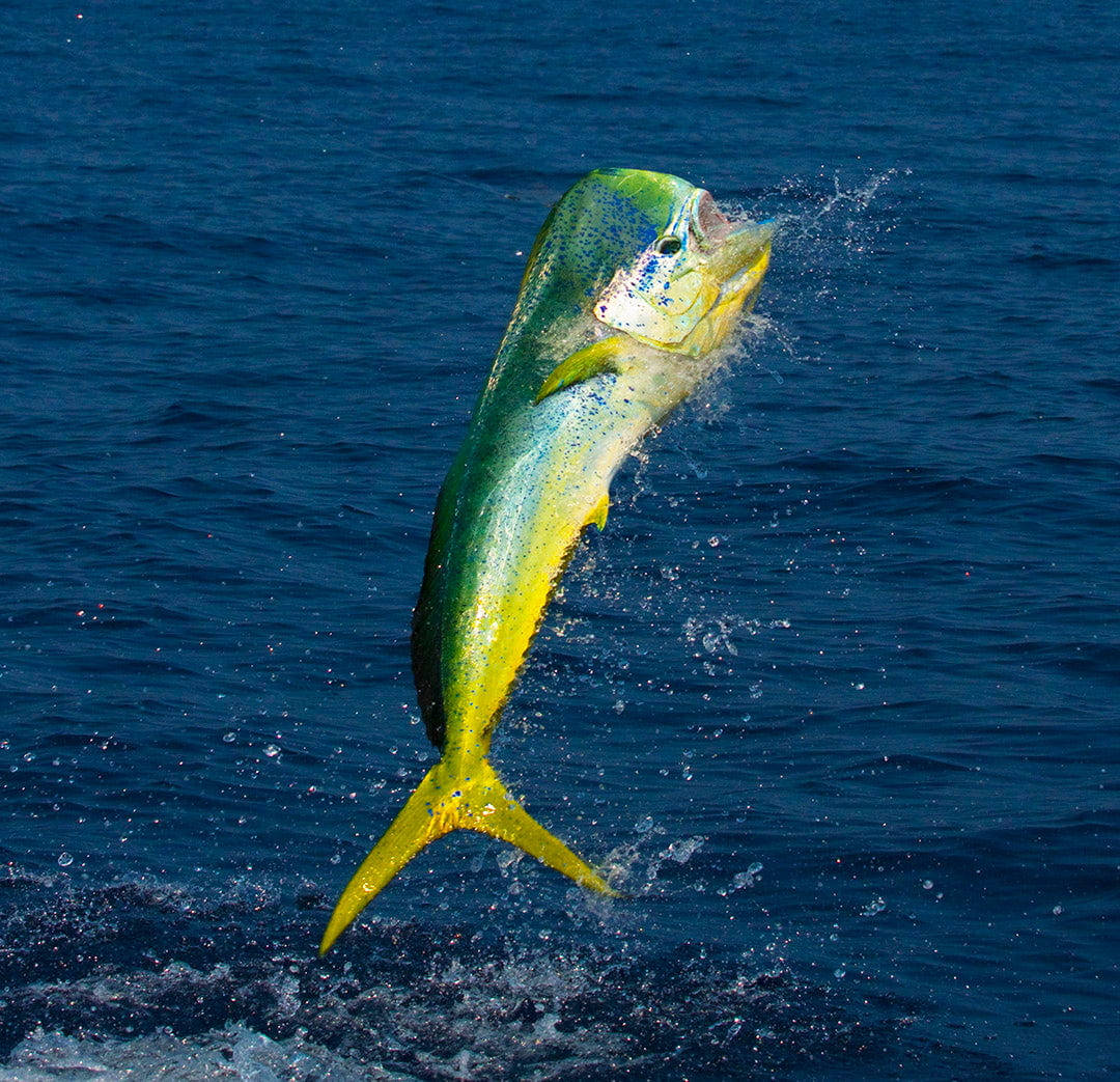 mahi mahi, deep blue ocean water, high jump, SD Desktop Wallpaper