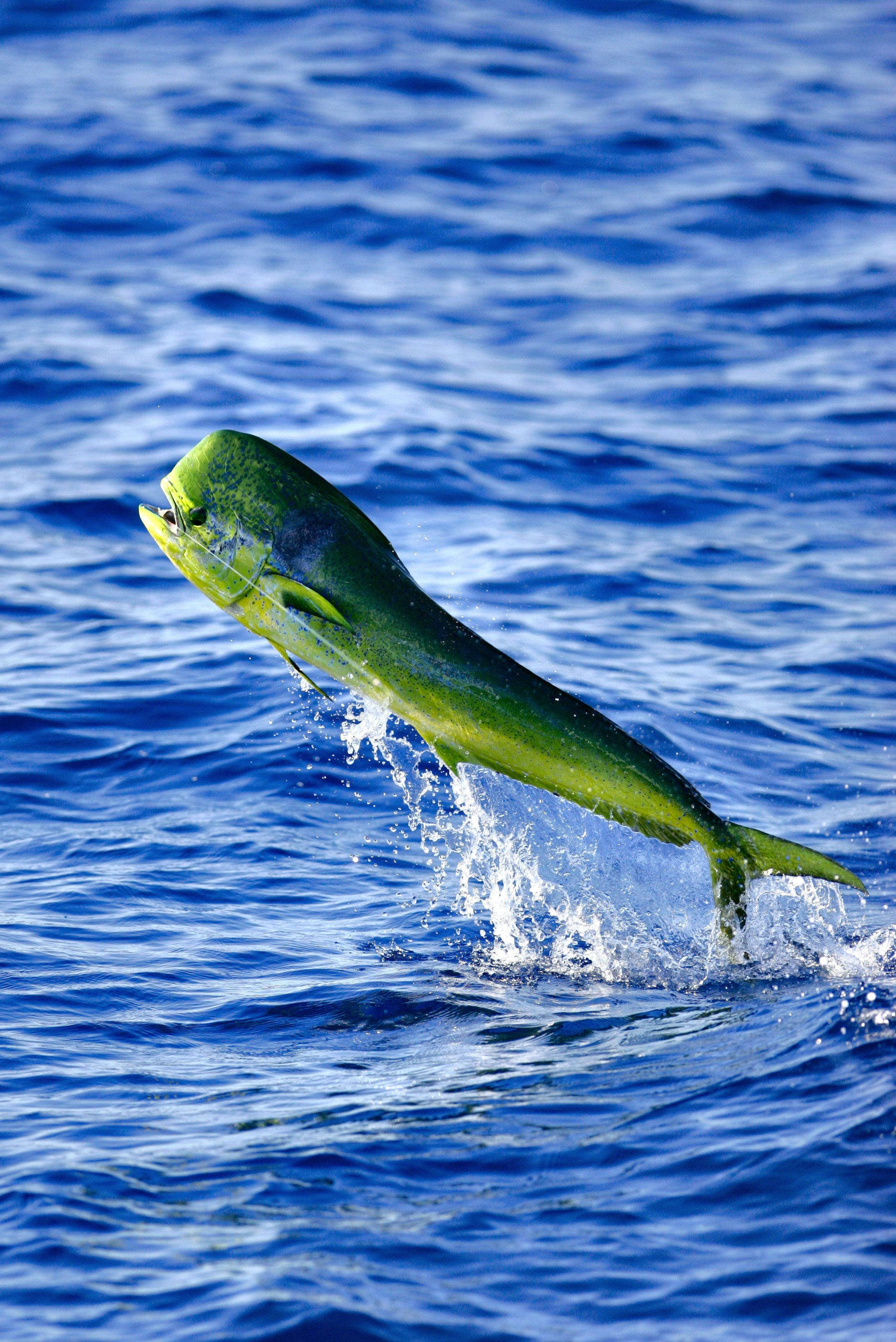 mahi mahi, common dolphinfish, vibrant green, 2K Phone Wallpaper