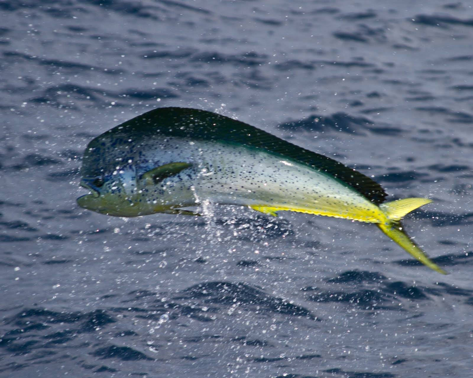 mahi mahi, deep blue ocean waters, splash, HD Desktop Wallpaper