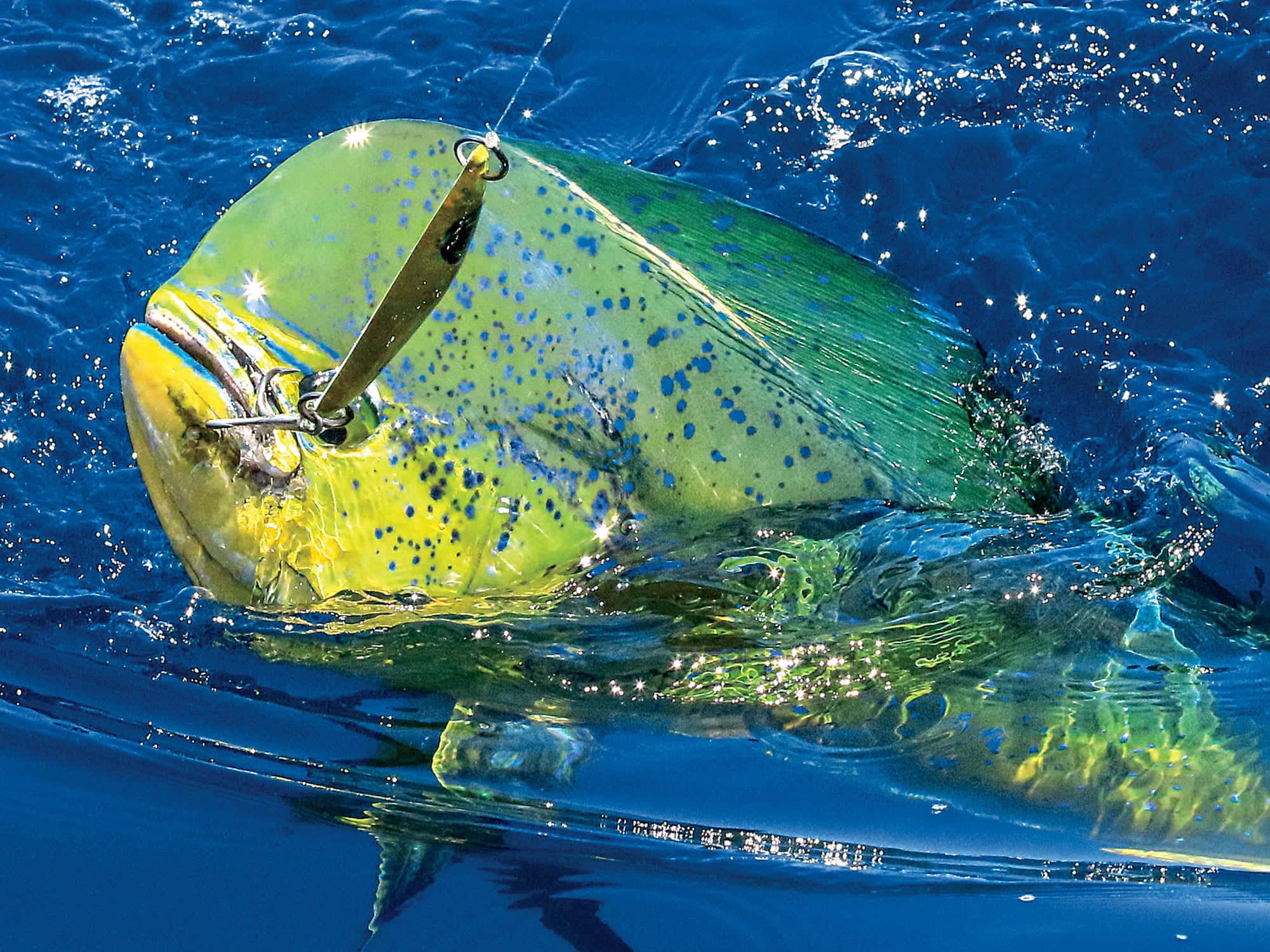 vibrant green and yellow mahi mahi, blue spots, deep blue ocean water, Full HD Desktop Wallpaper