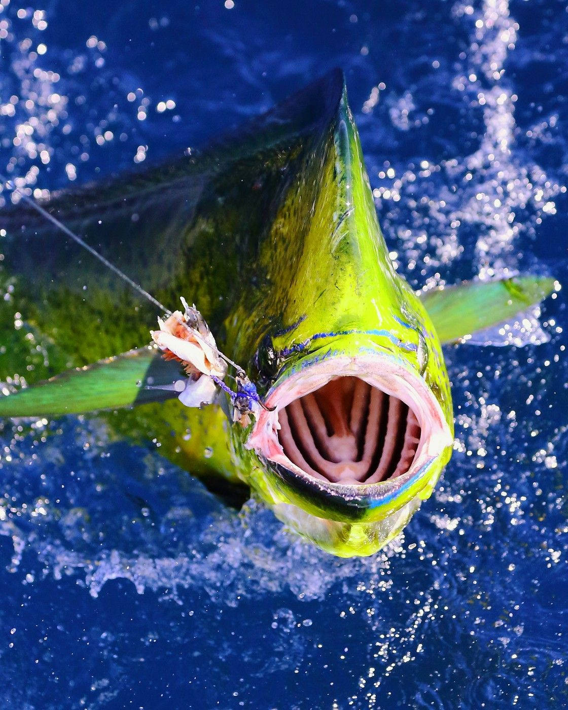 mahi-mahi, vibrant green, deep blue ocean water, HD Phone Wallpaper