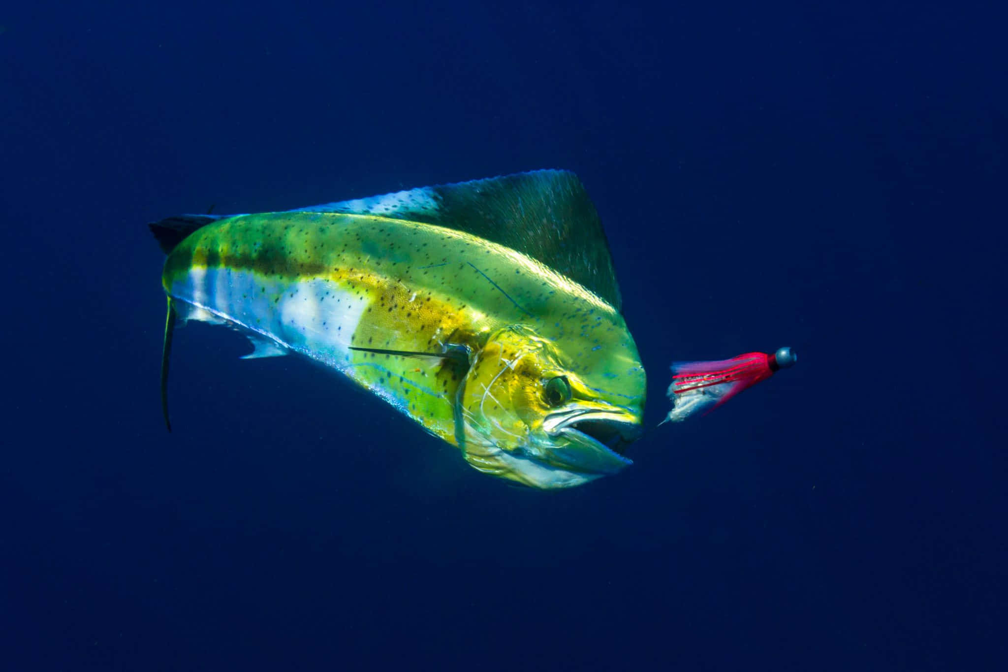vibrant mahi mahi, iridescent green yellow and blue scales, red and white fishing lure, Full HD Desktop Wallpaper
