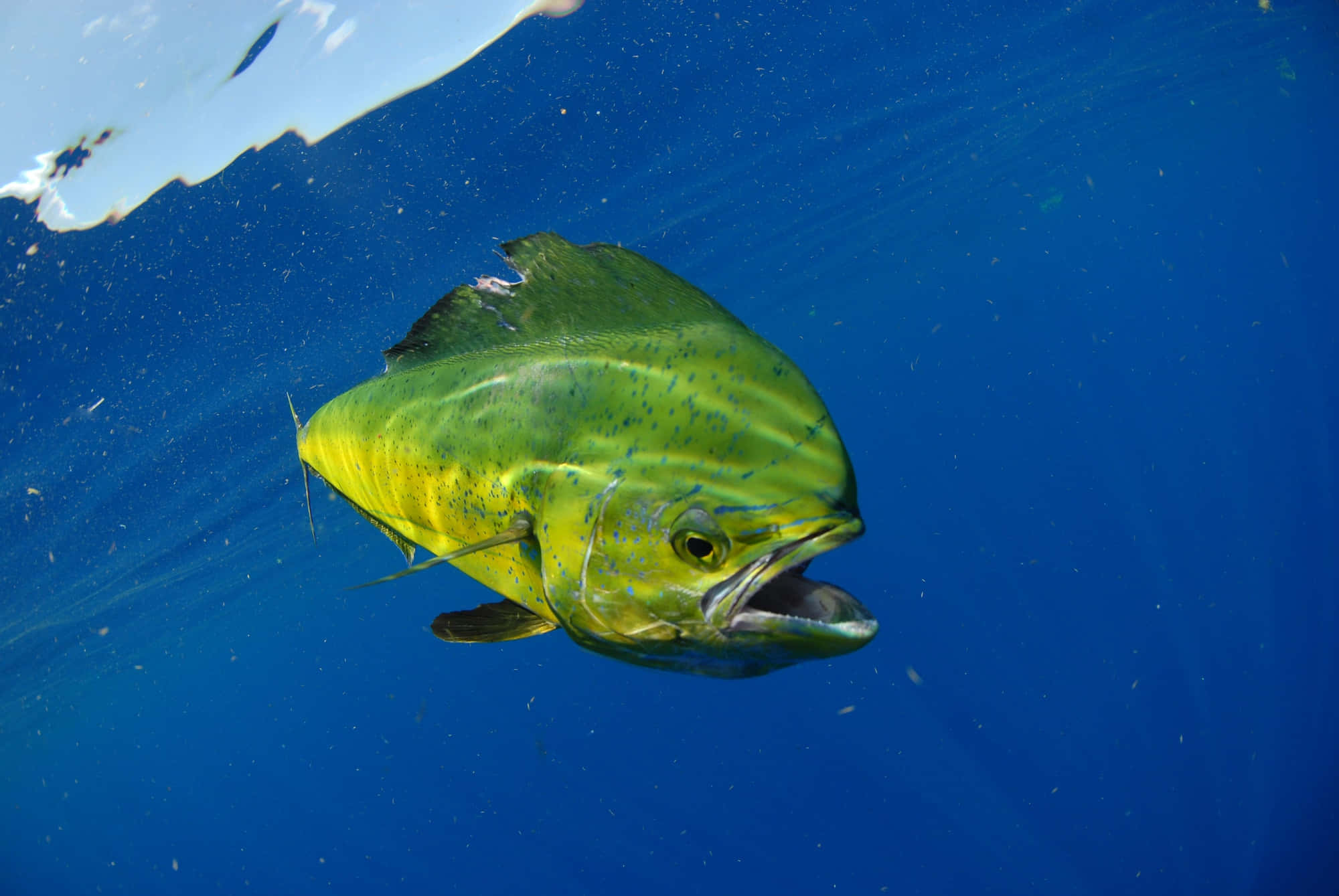 vibrant yellow, green mahi mahi, deep blue ocean, Full HD Desktop Wallpaper