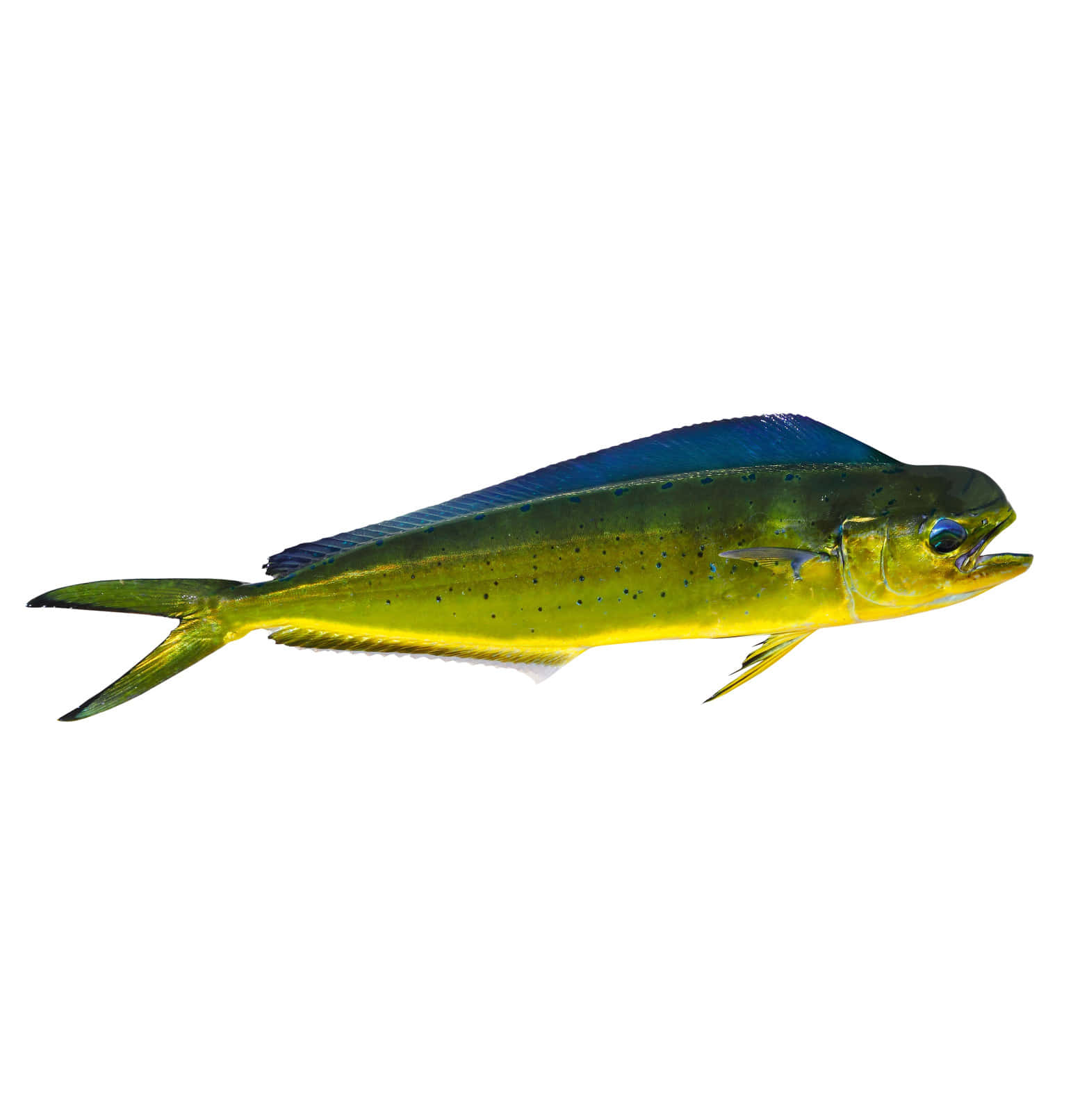 vibrant mahi mahi, iridescent blue dorsal fin, golden-yellow body, HD Phone Wallpaper