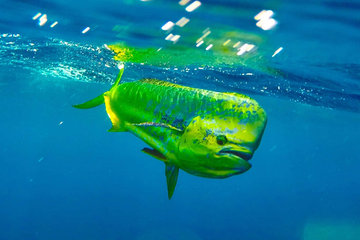 vibrant green, vibrant yellow, dolphinfish, HD Desktop Wallpaper