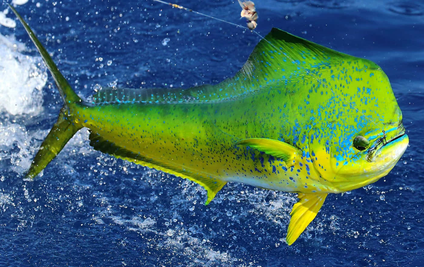 vibrant green, yellow mahi mahi, deep blue ocean water, HD Desktop Wallpaper