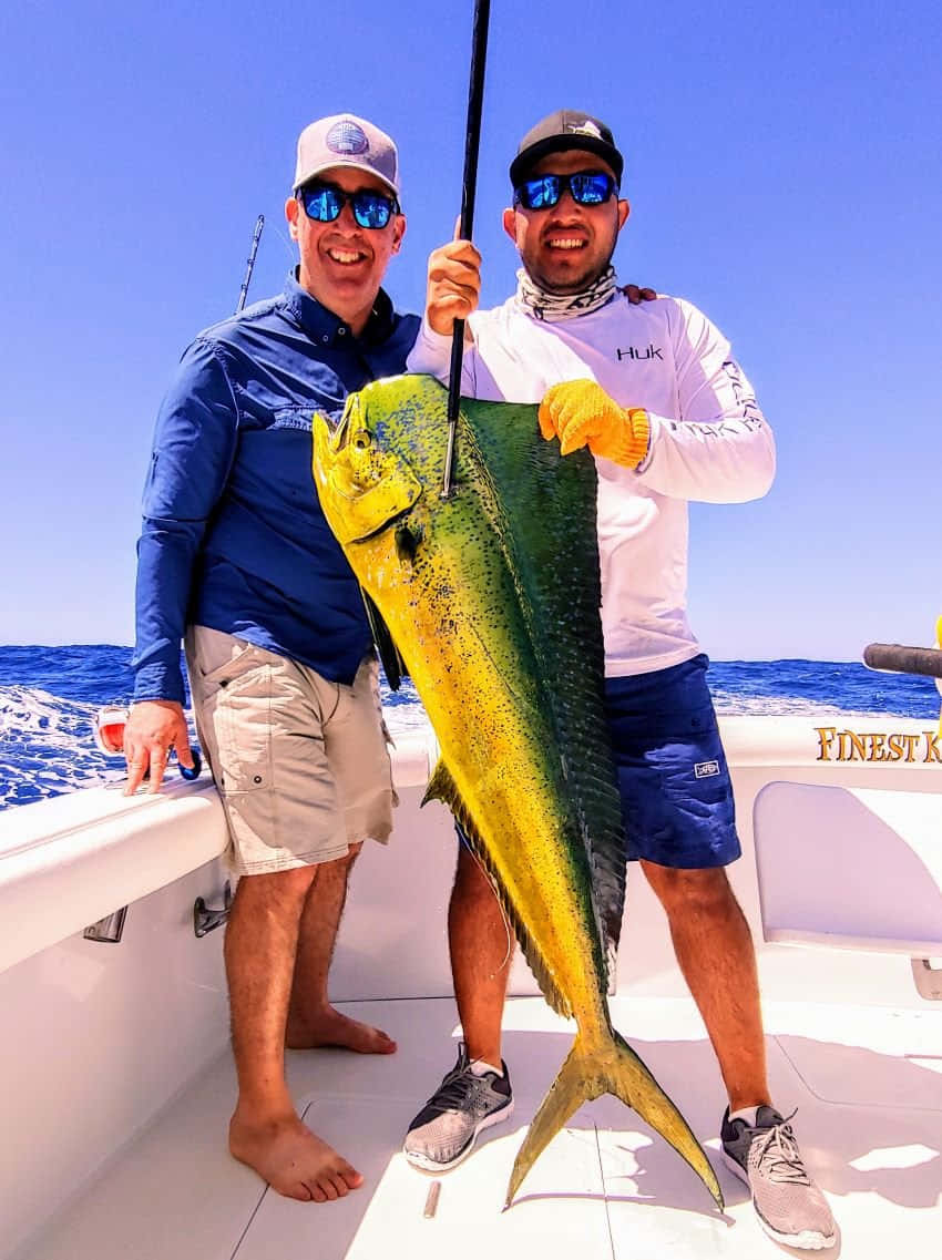 mahi mahi, white boat, clear blue sky, SD Phone Wallpaper