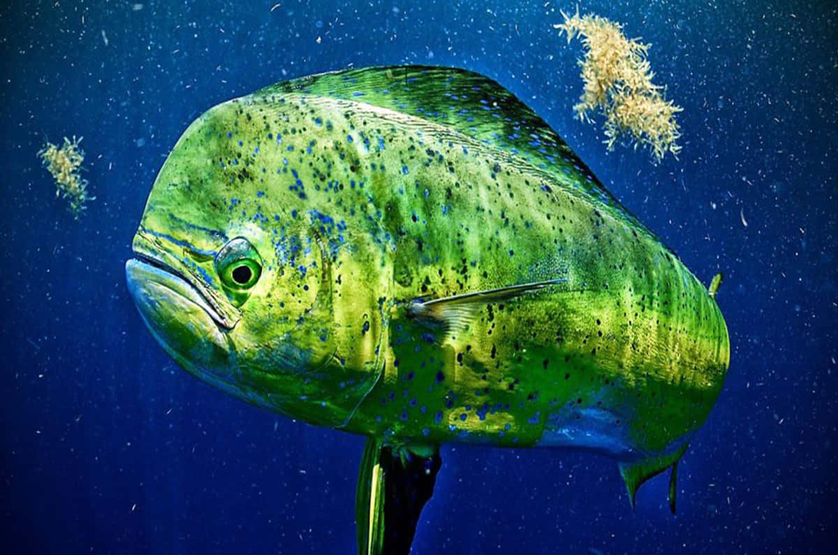 vibrant green mahi mahi, blue spots, deep blue ocean water, SD Desktop Wallpaper