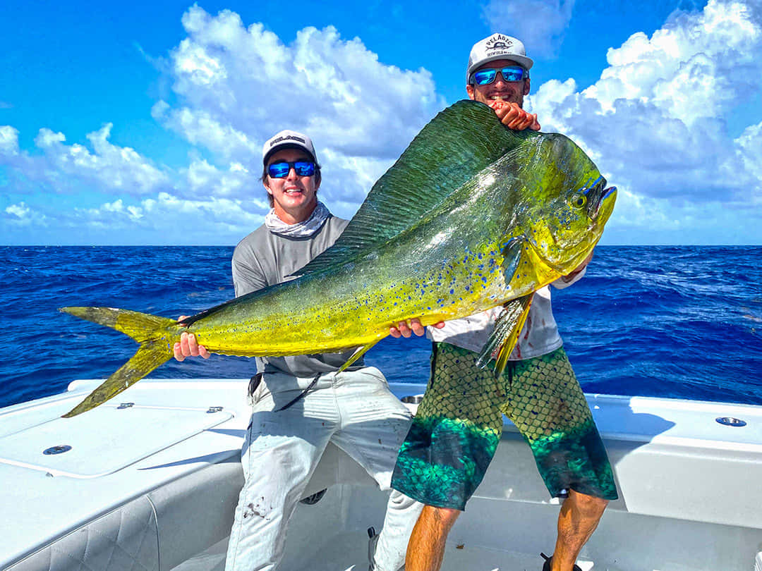mahi mahi, white boat, bright blue sky, SD Desktop Wallpaper