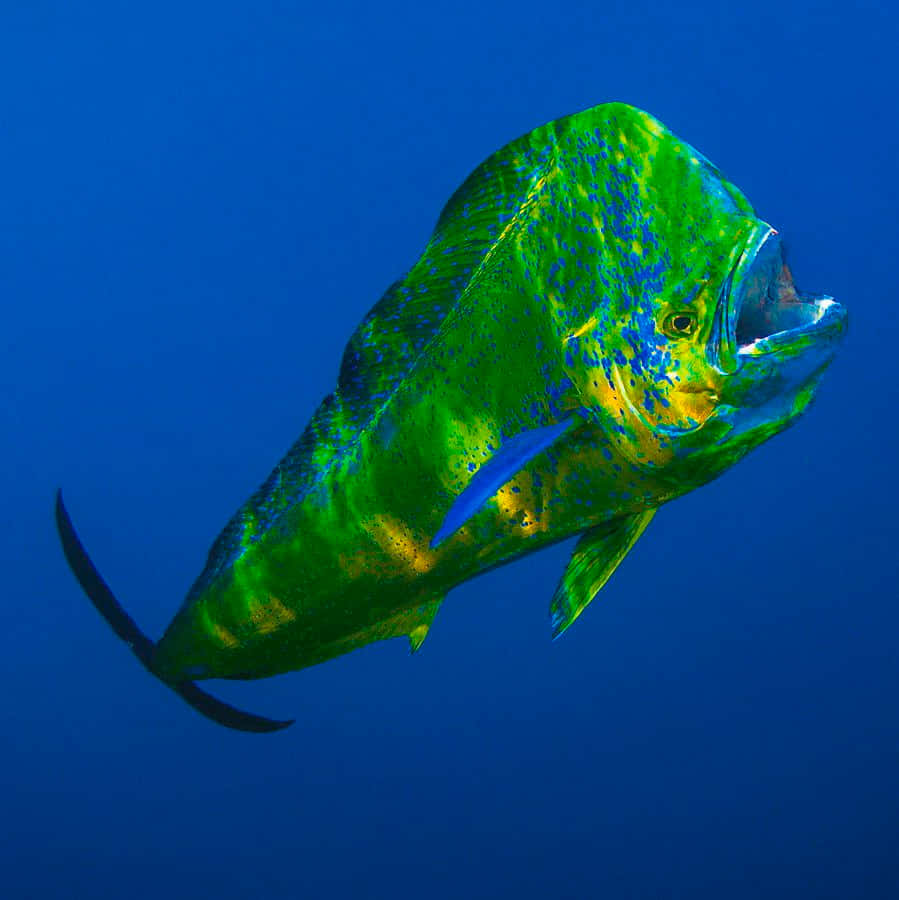 vibrant green, blue mahi mahi, deep ocean blue water, SD Phone Wallpaper
