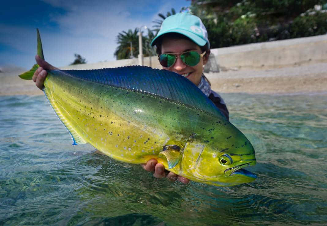 teal cap, green sunglasses, colorful dolphinfish, SD Desktop Wallpaper