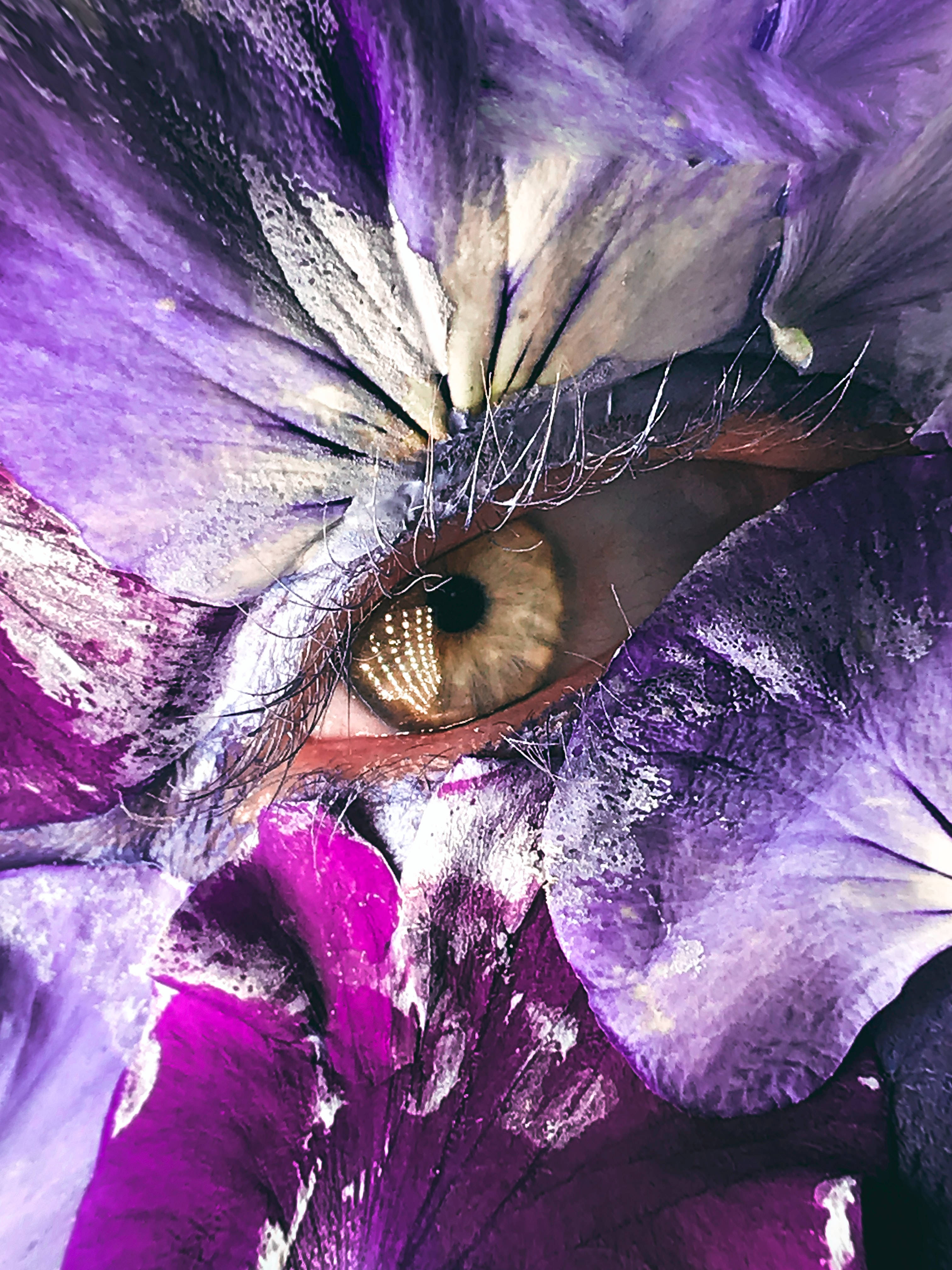 eye petals makeup, vibrant purple, magenta flower petals, 4K Phone Wallpaper