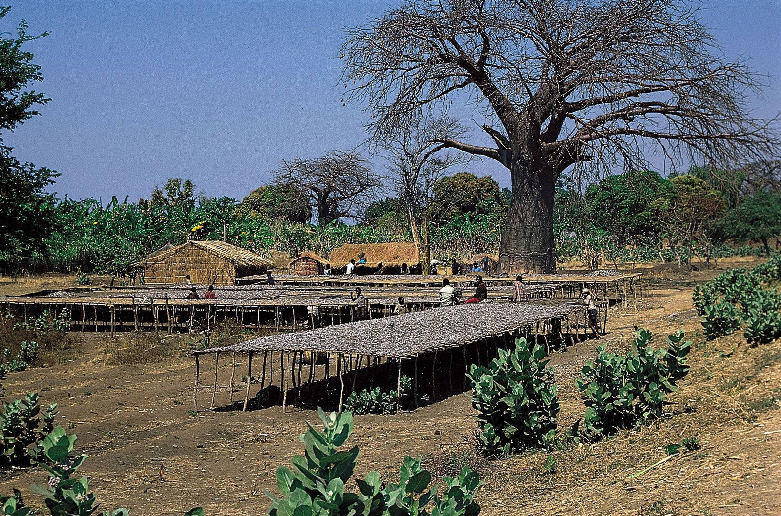 Malawi, baobab tree, thatched huts, HD Desktop Wallpaper
