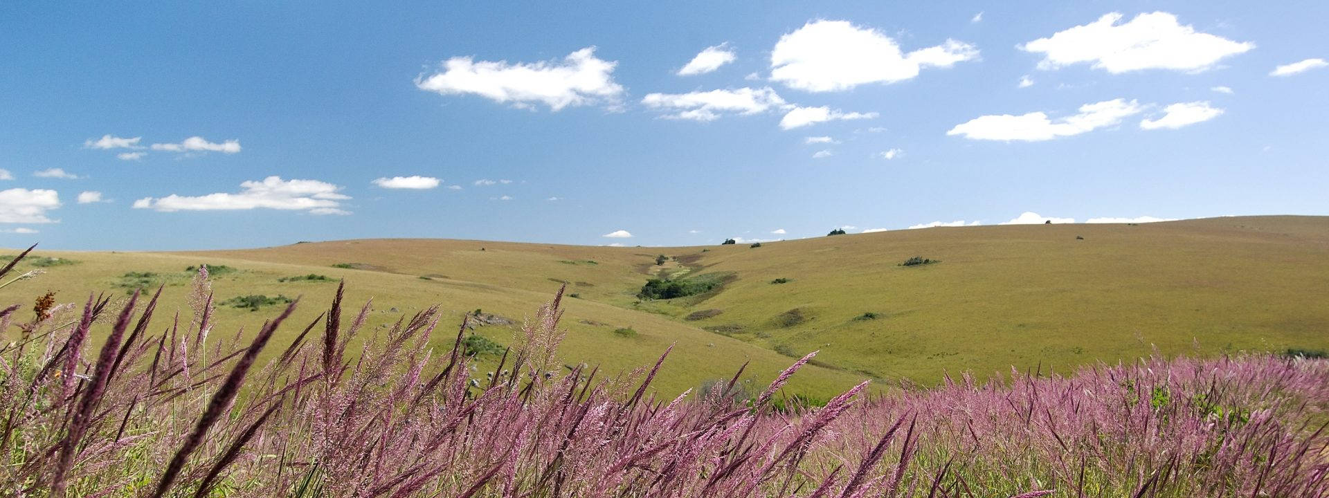 Malawi, purple grasses, rolling green hills, Full HD Desktop Wallpaper