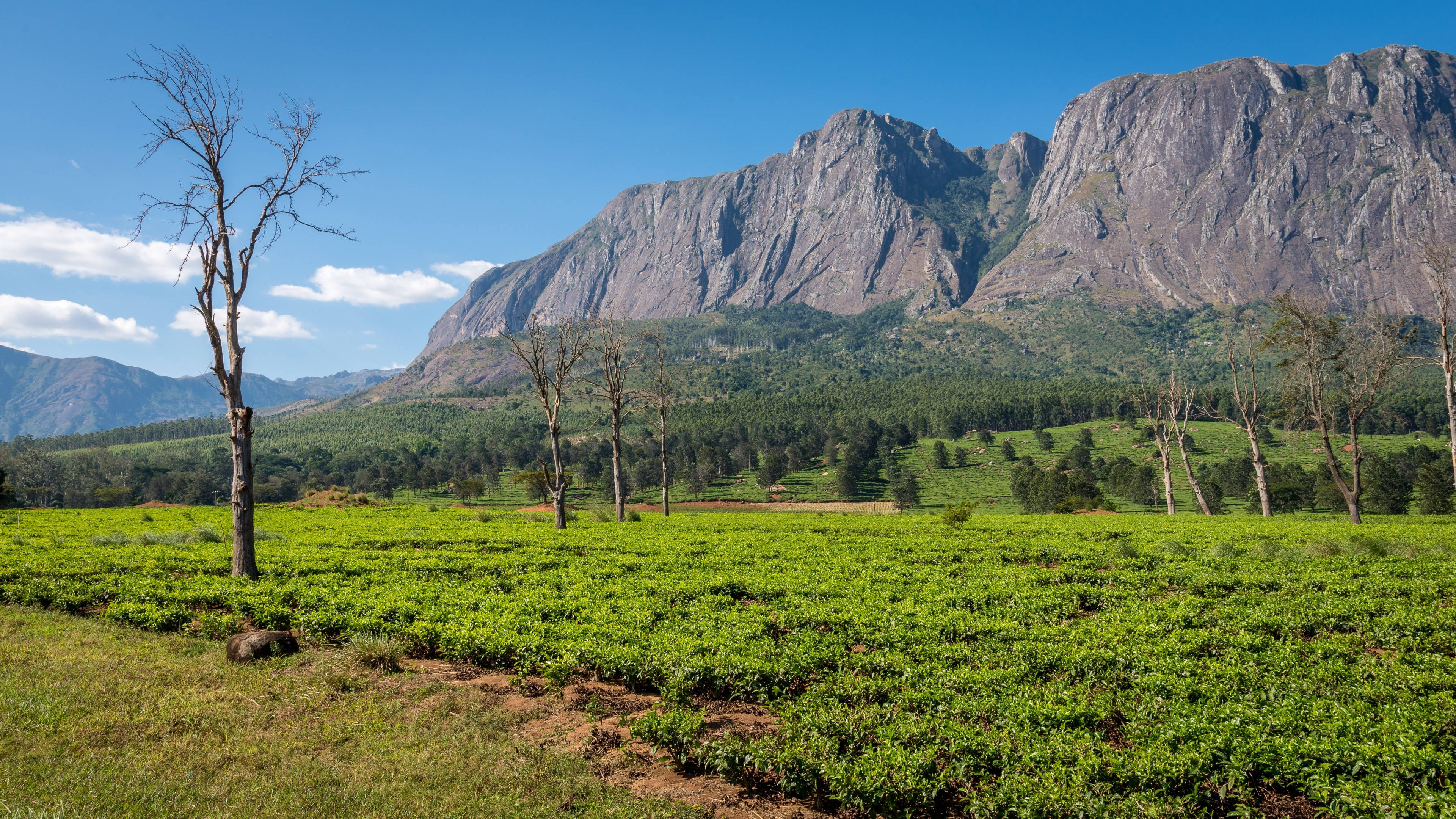 Malawi, rocky plateaus, green tea fields, 4K Desktop Wallpaper